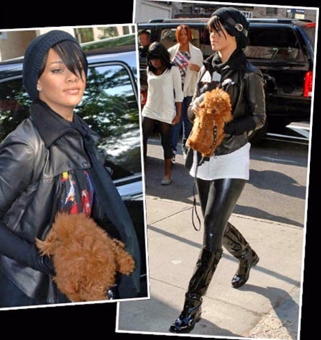 микро пудель