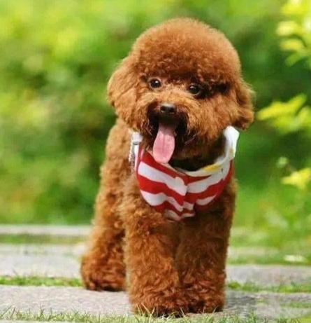 тедди пудель