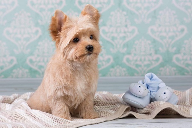 купить щенка голддаст йорка