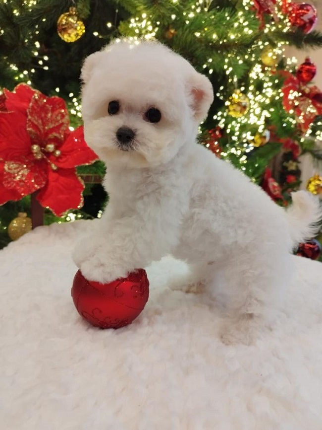 купить щенка бишон-фризе