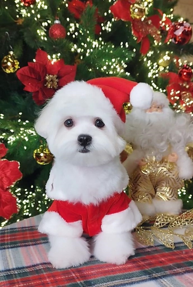 Щенок Мальтезе