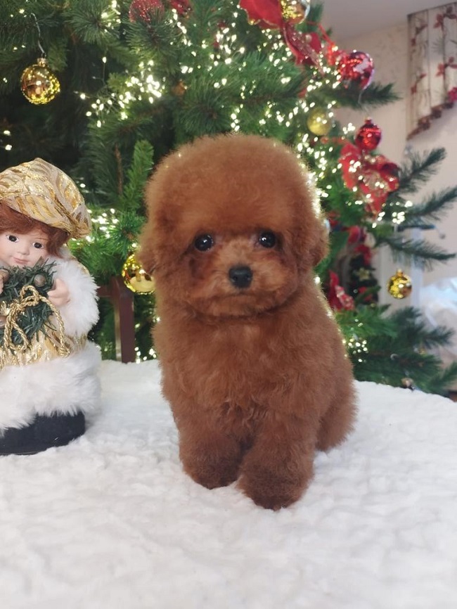 тедди пудель