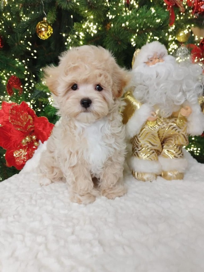 тедди пудель