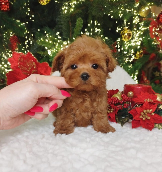 тедди пудель