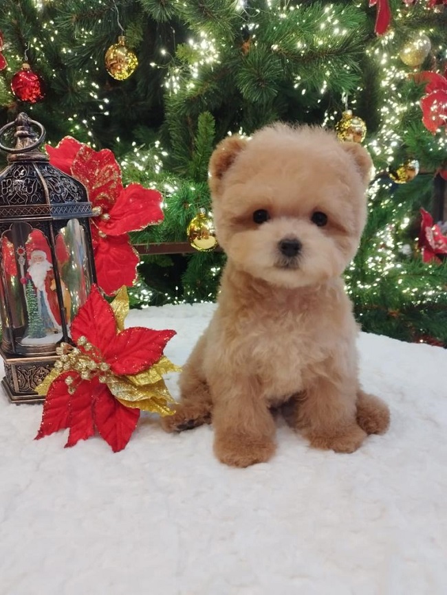 тедди пудель