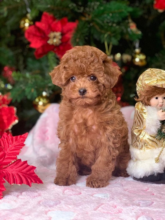 тедди пудель