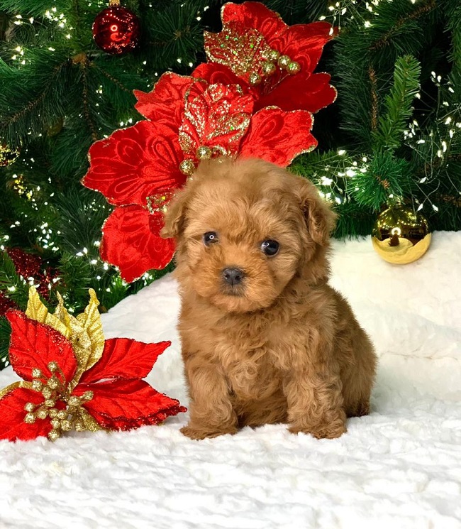 тедди пудель