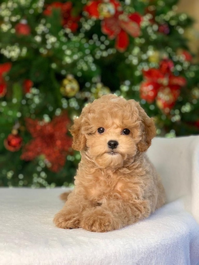 тедди пудель