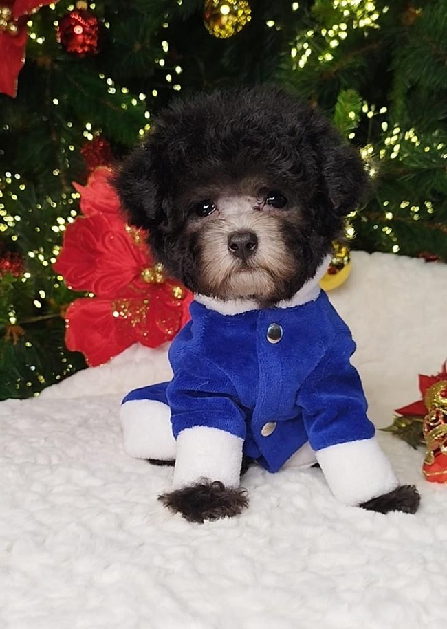 тедди пудель