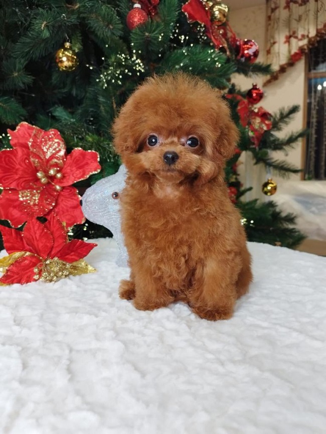 тедди пудель