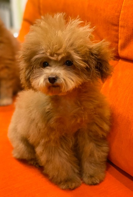 микро пудель