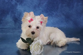 йоркширский терьер