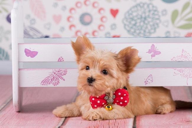 йоркширский терьер