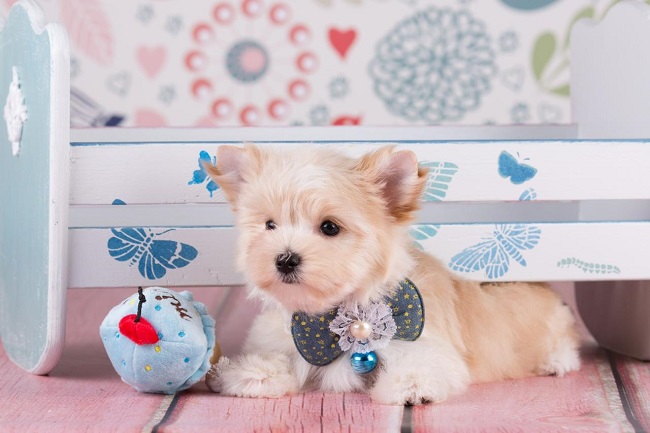 йоркширский терьер