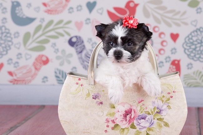 купить щенка бивер йорка в питомнике Москва