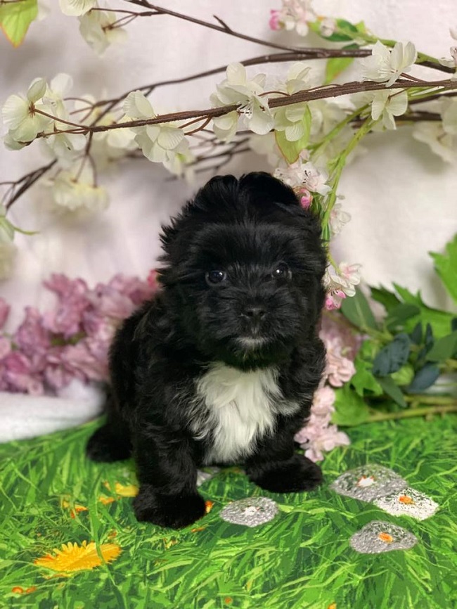 купить йорка в питомнике