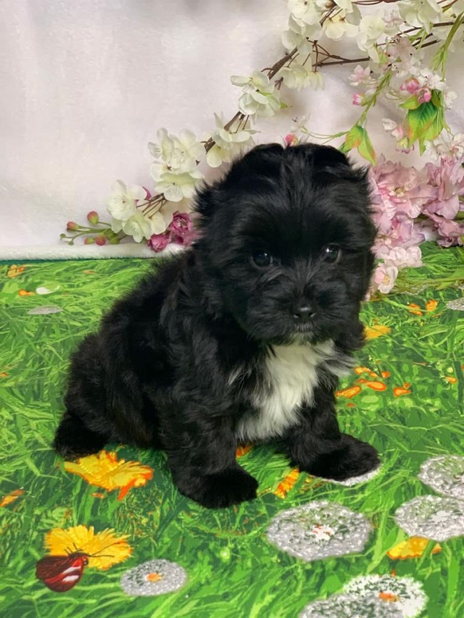 купить йорка в питомнике