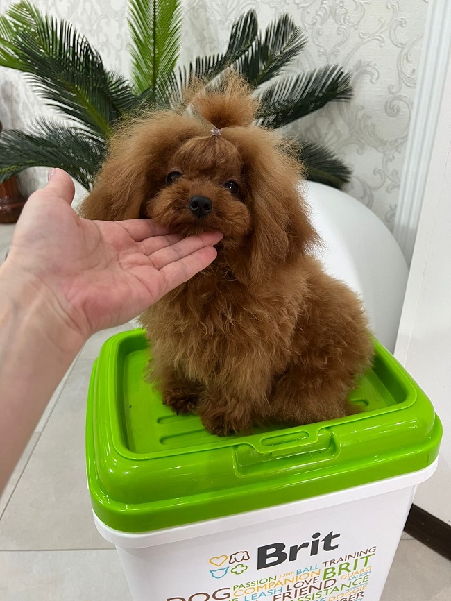 тедди пудель