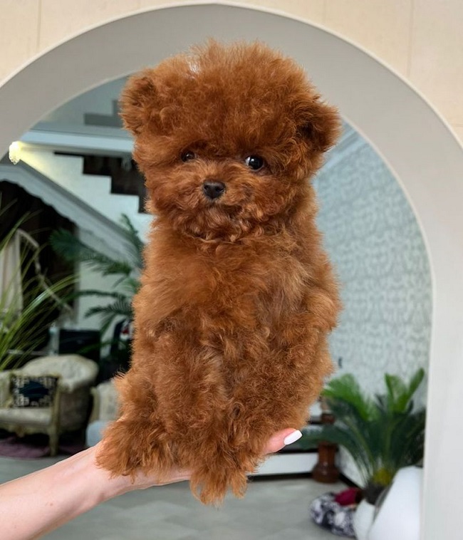 тедди пудель