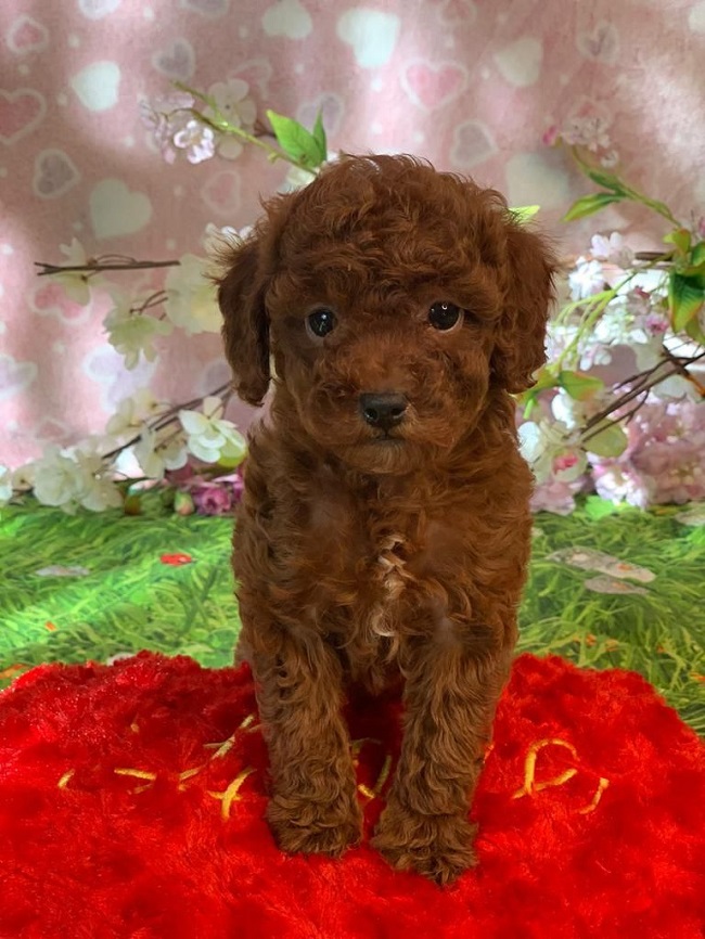 тедди пудель