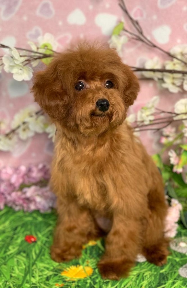 тедди пудель