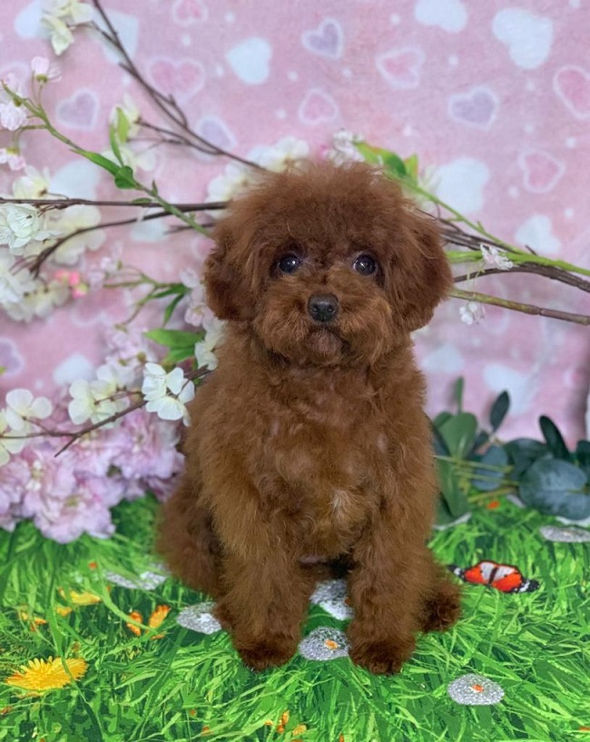 тедди пудель