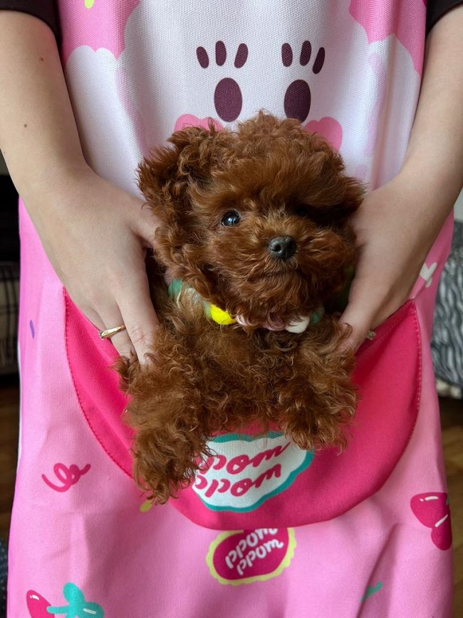 тедди пудель