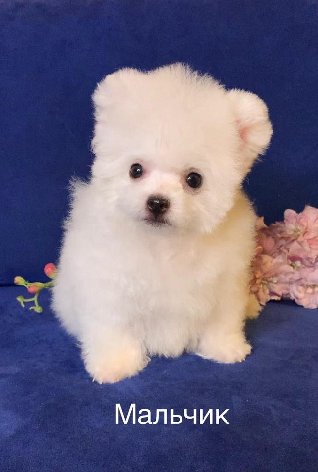 купить щенка бишон-фризе