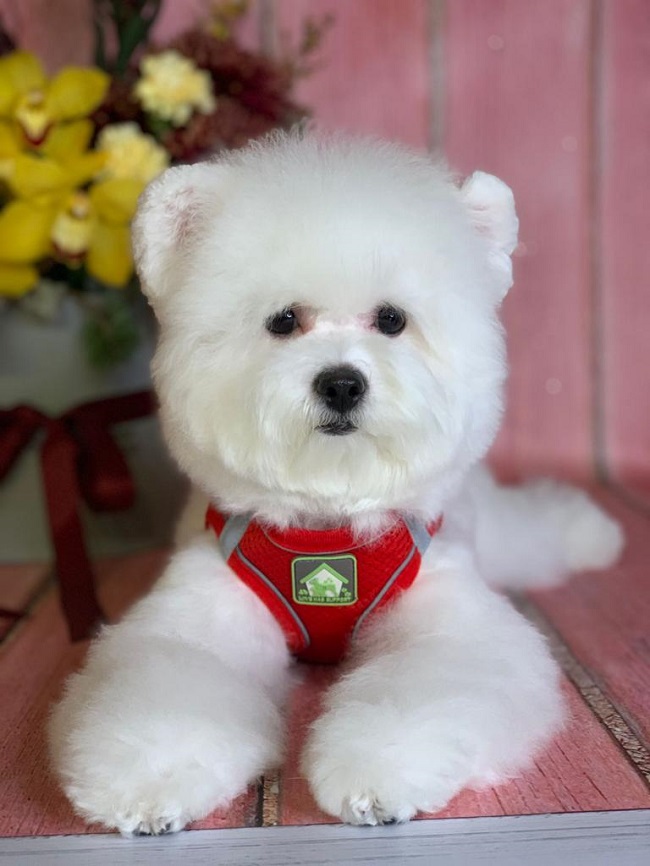 купить щенка бишон-фризе