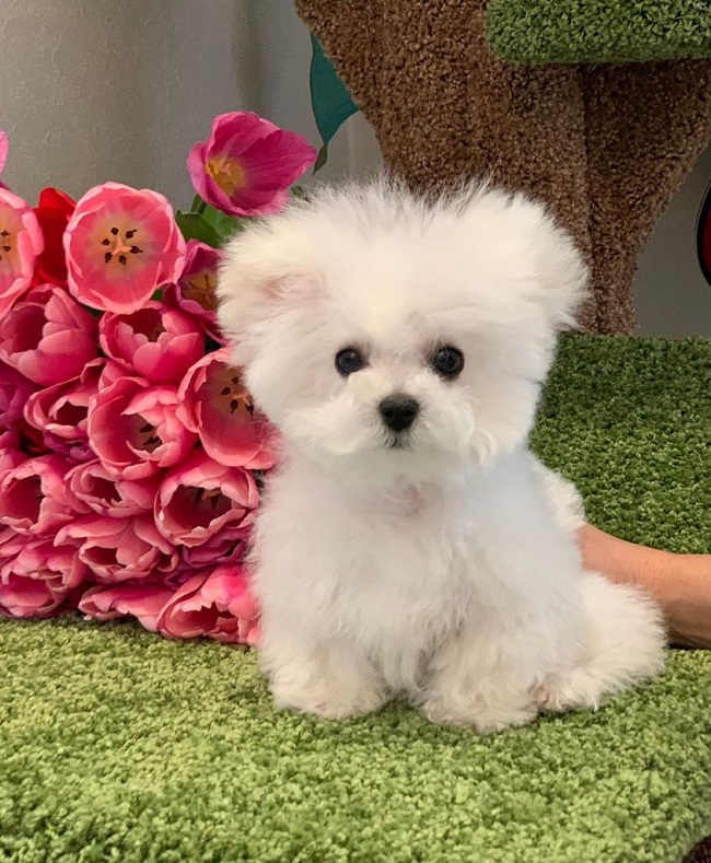 купить щенка бишон-фризе