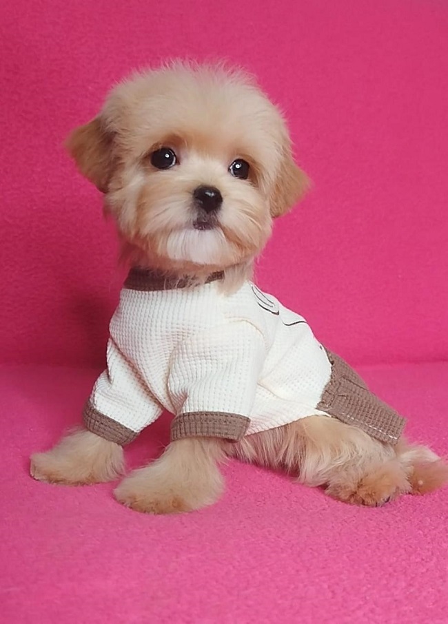 тедди пудель