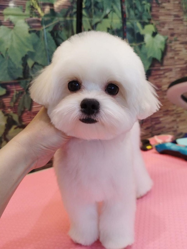 Щенок Мальтезе