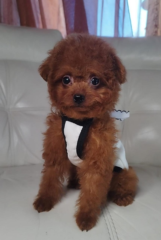 тедди пудель