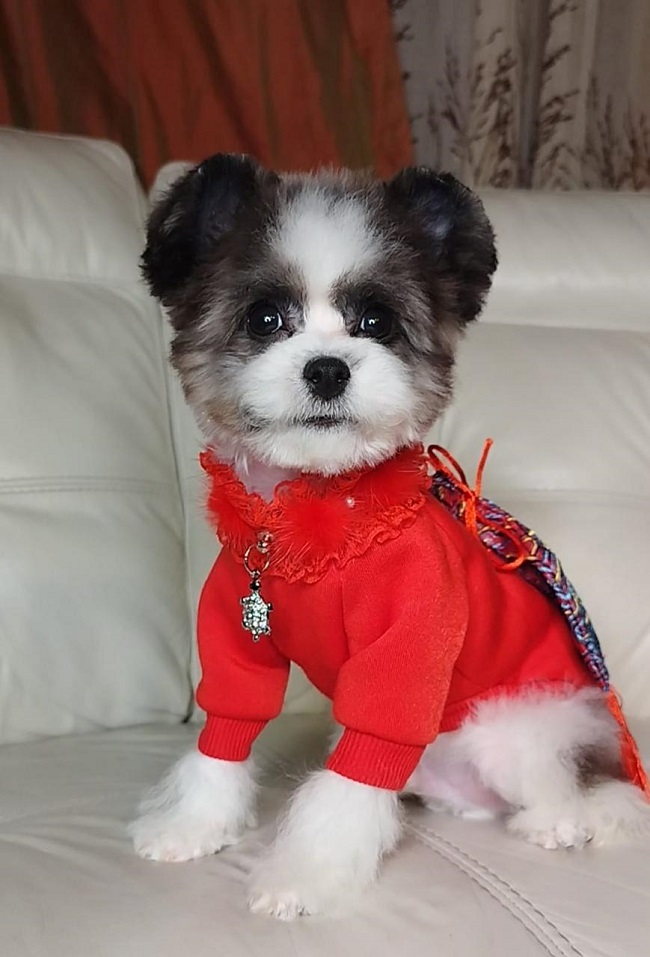 тедди пудель