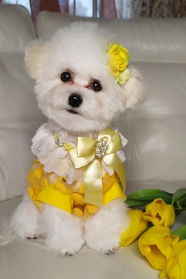 купить щенка бишон-фризе