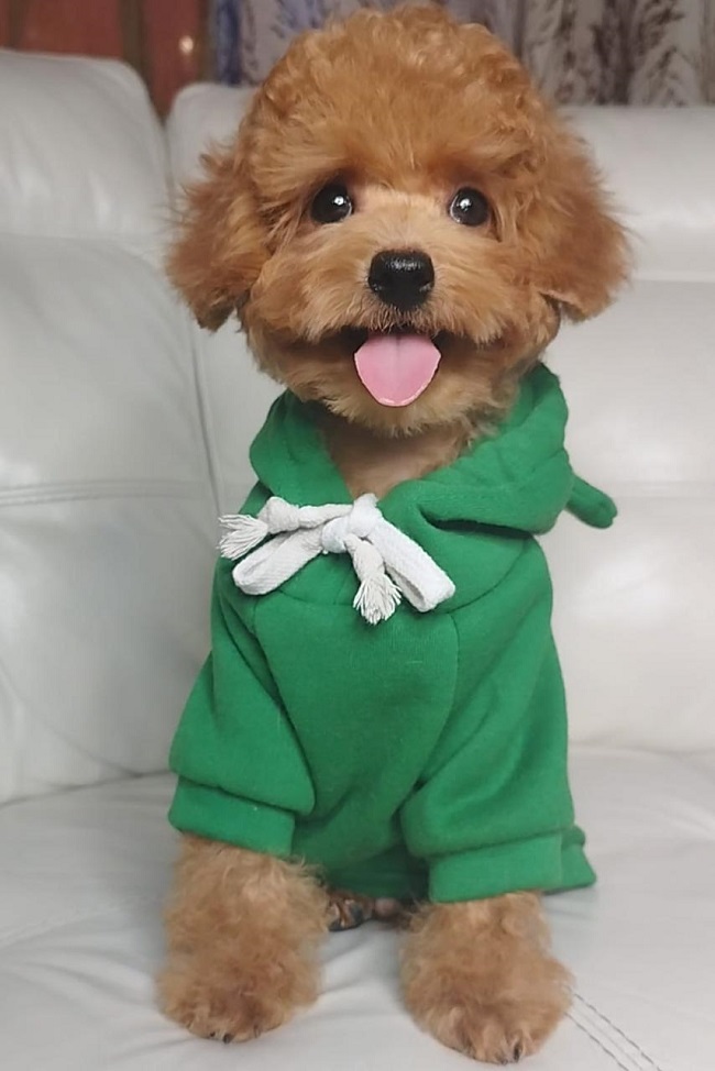 тедди пудель