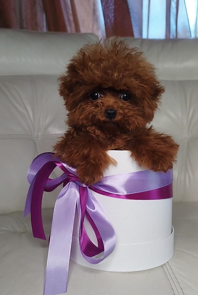 тедди пудель