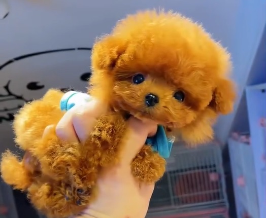 тедди пудель