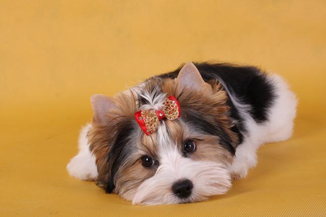 купить щенка бивер йорка в питомнике Москва