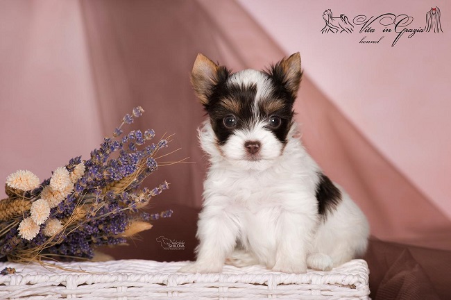 купить биро йорка