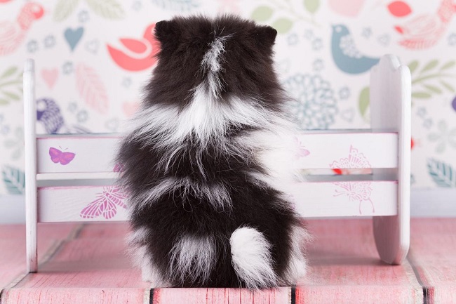 купить шпица