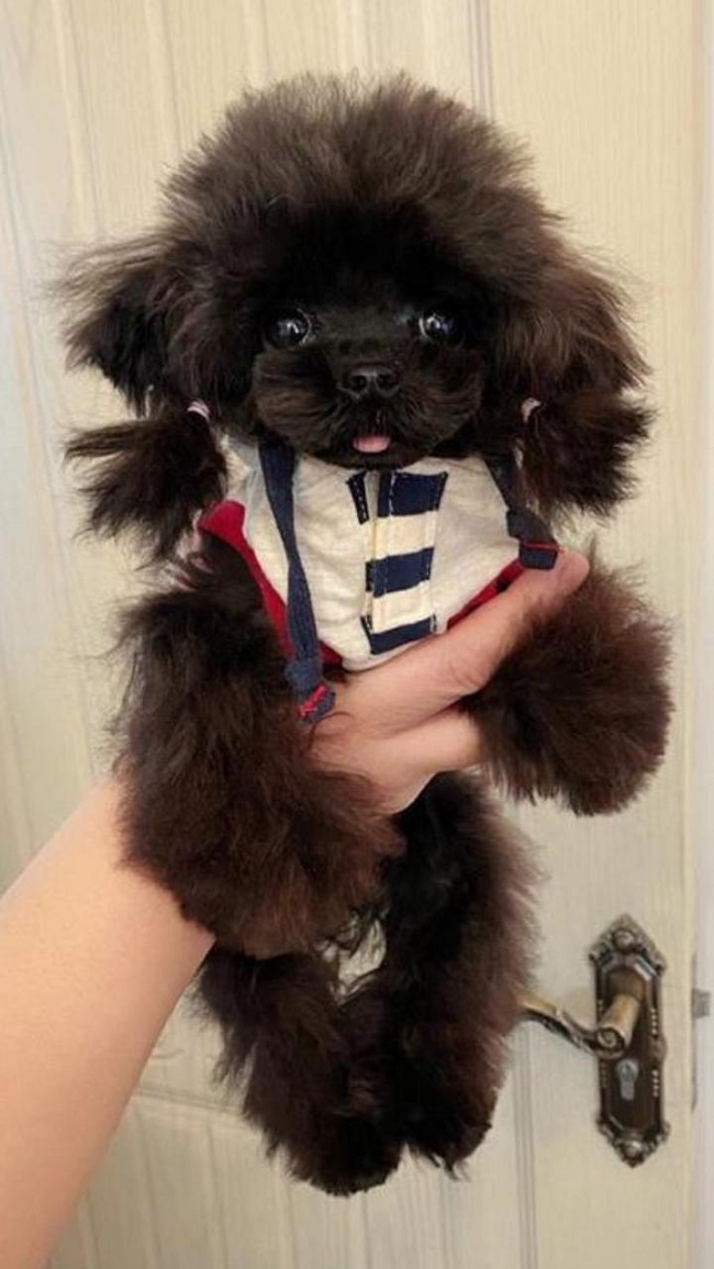 микро пудель