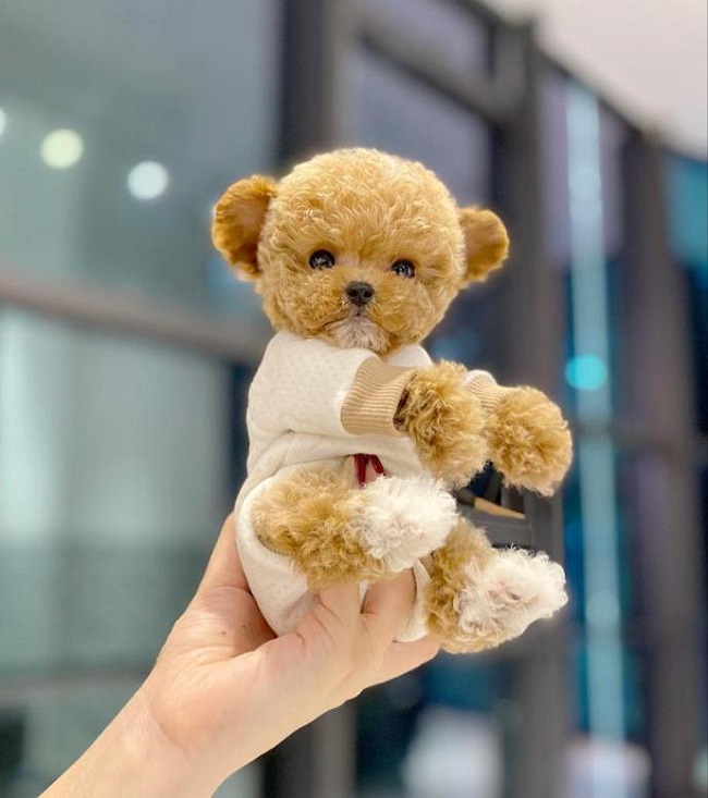 микро пудель