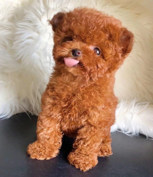 микро пудель