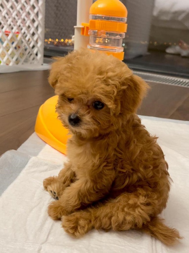 микро пудель