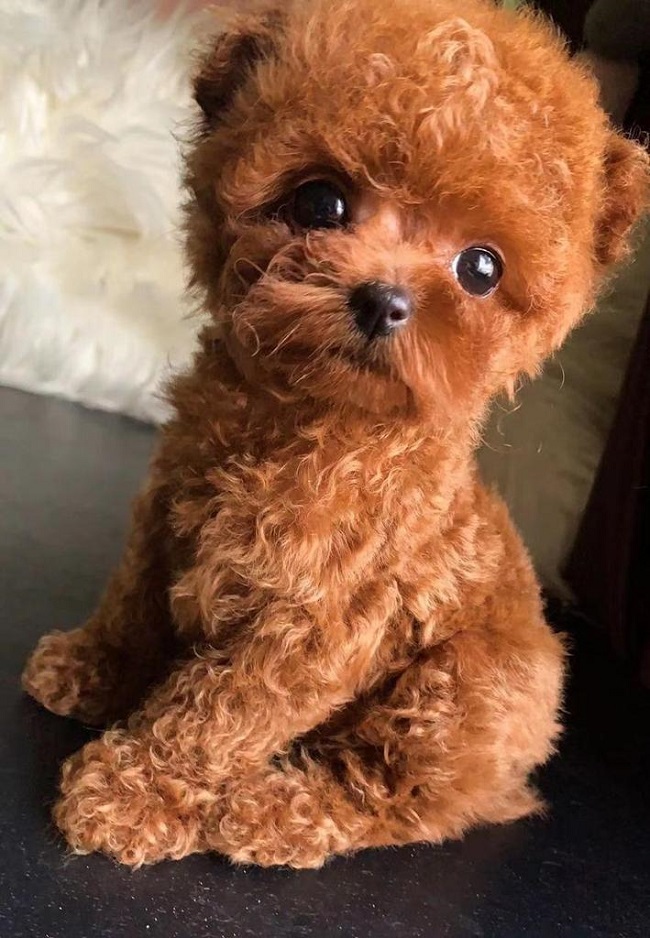 микро пудель