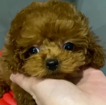 микро пудель