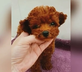 микро пудель