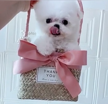 микро пудель