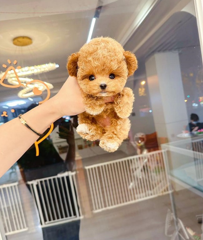 тедди пудель